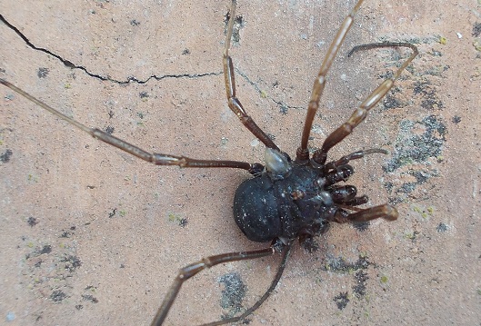 Opiliones-Fauna dal Monte Taburno (Benevento)